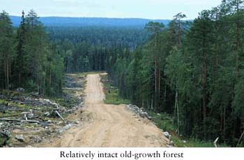 Order Russian Forestry Review 81